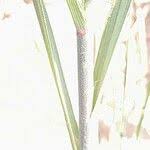 Image result for Leptochloa fusca