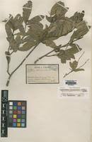 Image result for Lepisanthes senegalensis