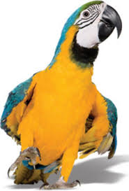 We are exotic pet specialists. Pet Insurance For Birds Exotics Ferrets Reptiles Rabbits More