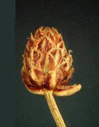 Image result for Eleocharis geniculata