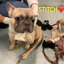 A dog owner got a surprise when his 'dopey' french bulldog gus dug up a second world war shell during their walk on a dorset beach. Los Angeles Ca French Bulldog Meet Stitch A Pet For Adoption