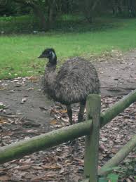 Emu Sytle Emu Animals Sytle