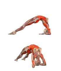 Dvapada Dhanurasana Bridge Pose On Elbows Yoga Asanas Yoga Anatomy Yoga Poses