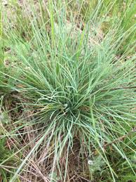 Image result for Festuca chodatiana