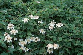 Growing 8 to 15 feet, it has spectacular flowers, great fruit set, and fine fall color. Viburnum Opulus Var Opulus Nanum Landscape Plants Oregon State University