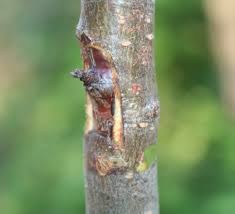 Totusi, procedeul de altoire in ochi crescand poate fi. Altoirea In Ochi Dormind La Prima Incercare Pe MÄƒr Gutui È™i ZarzÄƒr È™coala De PuieÈ›i