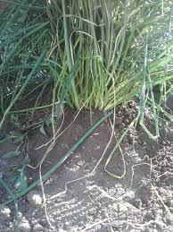 Before proceeding with control methods, it's important to first properly identify the plant to confirm whether it is wild onion. Edible Wild You Can Eat Wild Onion Grass And Wild Garlic In 2021 Wild Onions Edible Wild Plants Bulbous Plants