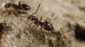 نتیجه جستجوی لغت [ants] در گوگل