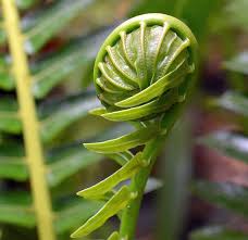 Image result for Blechnum attenuatum