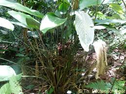 Image result for Sarcophrynium prionogonium