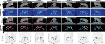 — les campus drivers, il articule en m'affublant d'un regard outré. Deepfly3d A Deep Learning Based Approach For 3d Limb And Appendage Tracking In Tethered Adult Drosophila Elife