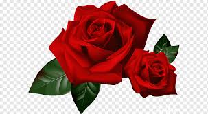 Selain bentuknya yang unik, bunga mawar memiliki daya tarik tersendiri untuk belajar menggambar sketsa karena terdiri dari paduan garis dan lengkungan. Rose Animation Youtube Red Rose Border Flower Arranging Floribunda Flower Png Pngwing