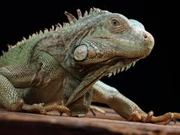 This video is not to say that green iguanas are for everyone. Breeding Iguanas Reptiles Magazine