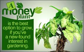 Image result for money plant tree picture