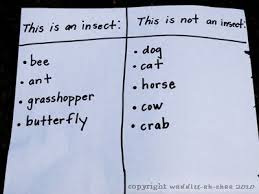 Attributes Of An Insect T Chart Insect Unit Resume