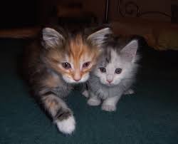Op marktplaats vind je zowel maine coone kittens als een maine coone kat voor herplaatsing. Pin On Pets