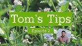 Check spelling or type a new query. Ceanothus Lemon Lime Youtube