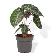 Because of the uncanny similarities between the two plants, many people confuse the two as one. Alocasia Pink Dragon Toh Garden Singapore Orchid Plant Flower Grower
