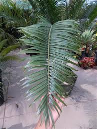 Image result for Encephalartos villosus