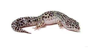 Check spelling or type a new query. Mack Snow Leopard Gecko The Leopard Gecko Org