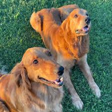 A $400.00 deposit is required to reserve your selection spot for a puppy. The Golden Life Retrievers Home Facebook