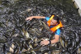 Tasik kenyir yang merupakan tasik buatan manusia ini menawarkan beberapa produk pelancongan yang menarik untuk pelancong. 2021 Tasik Kenyir Resort Aktiviti Tempat Menarik Kenyir