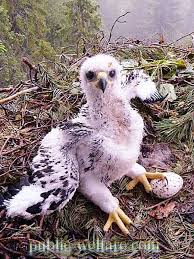 .replika burung helang sebagai mercu tanda sebuah tempat yang mempunyai kaitan dengan burung helang. Burung Elang Emas Burung Gunung Tinggi Sifatnya 2021