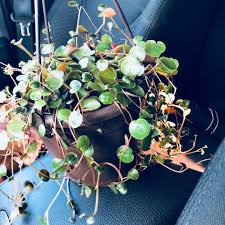 Check spelling or type a new query. Peperomia Ruby Cascade Peperoma Ruby Cascade In Gardentags Plant Encyclopedia