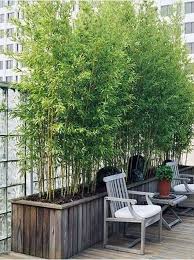 Machen Sie Den Bambusgarten Selbst Zu Hause Wichtige Ideen Fur Die Gartengestaltung Bambus Garten Bambus Pflanzen