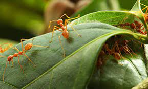 Expert pest control services in terre haute and evansville, in. Top 2 Best Pest Exterminators In Terre Haute In Angi