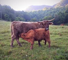 A split side of beef, according to them, will be sold by the hanging weight, approximately 150 pounds, and this is the weight before the cow is trimmed and cut. Highlands For Sale Elm Hollow Farm