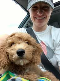 Kelpie-poo Dog: Goldie's Story