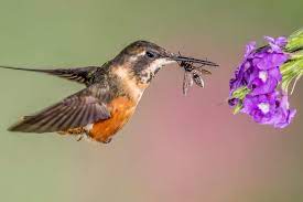 As you can imagine, these tiny little birds tend to forage for. Feeding Hummingbirds Insects