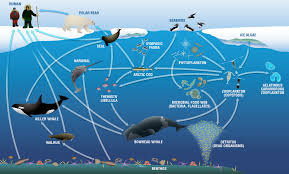 We did not find results for: How Ocean Warming And Acidification Affect Food Webs Ask A Biologist