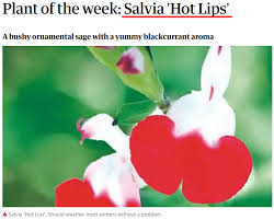 Flowers that bloom every 400 years. Images Of Flowers In The Posts Are Falsely Shared As Mahameru Flower Factly