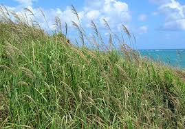 Image result for Digitaria compressa