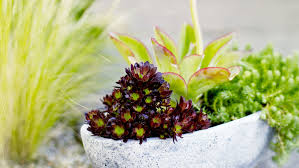 Succulent Container Designs To Win Major Style Points Anywhere Sunset Sunset Magazine