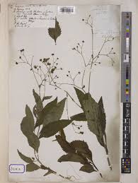 Image result for Adenostemma viscosum