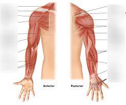 Start studying shoulder and arm. Shoulder Arm Hand Muscles Diagram Quizlet
