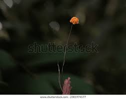 Image result for Marasmius siccus