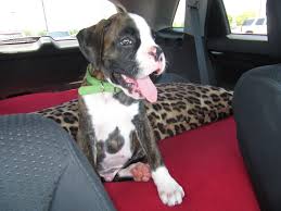 How to get your puppy to stop crying and whining! Crate Training Made Easy The Boxer Weekly