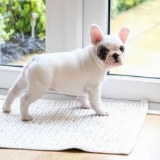 The breed descends from the english bulldog. 20 Popular Dog Names Dog Names Female And Male