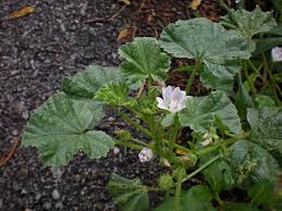 Image result for Malva neglecta
