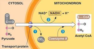 Pin On For The Chemist
