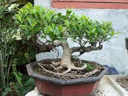 Apabila ingin menamannya juga sangat mudah yaitu menggunakan teknik stek untuk bisa menghasilkan bonsai yang bagus. Bonsai Beringin Kimeng Bondy Brondy Flickr