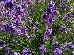 Lavendel Pflege Dr Schweikart Lavendel Garten Lavendel Gartengestaltung Ideen