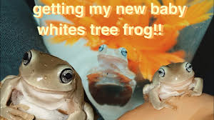 Please contact us for more information. Getting My New Blue Eyed Honey Whites Tree Frog Youtube