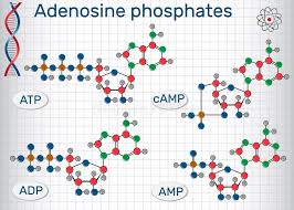 We did not find results for: Adenosintriphosphat Atp Strukturformel Vektor Abbildung Illustration Von Metabolismus Biochemie 80401526