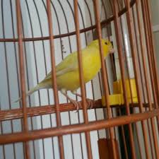 Check spelling or type a new query. Singing Yellow Canary For Sale Or Trade Pet Supplies Homes Other Pet Accessories On Carousell