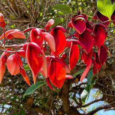 Image result for Erythrina crista-galli